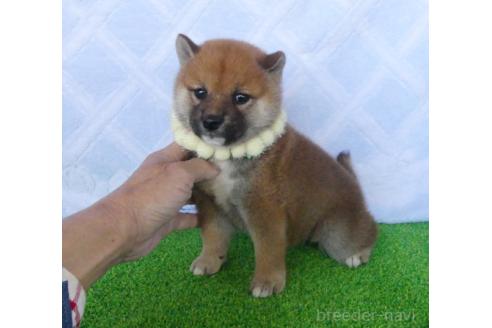 販売中の静岡県の柴犬-386237の4枚目