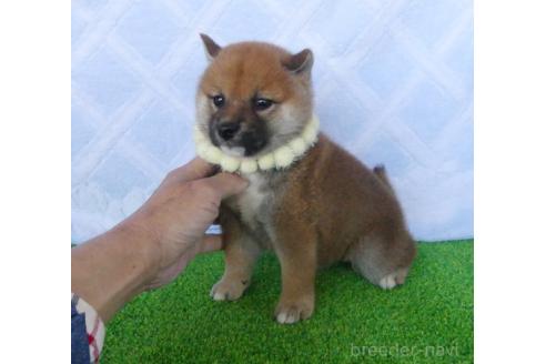 販売中の静岡県の柴犬-386237の5枚目