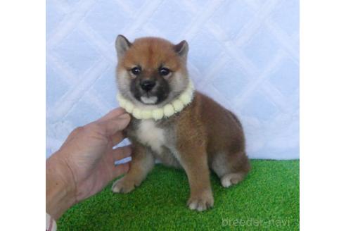 販売中の静岡県の柴犬-386237の3枚目