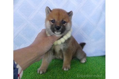 販売中の静岡県の柴犬-386237の2枚目