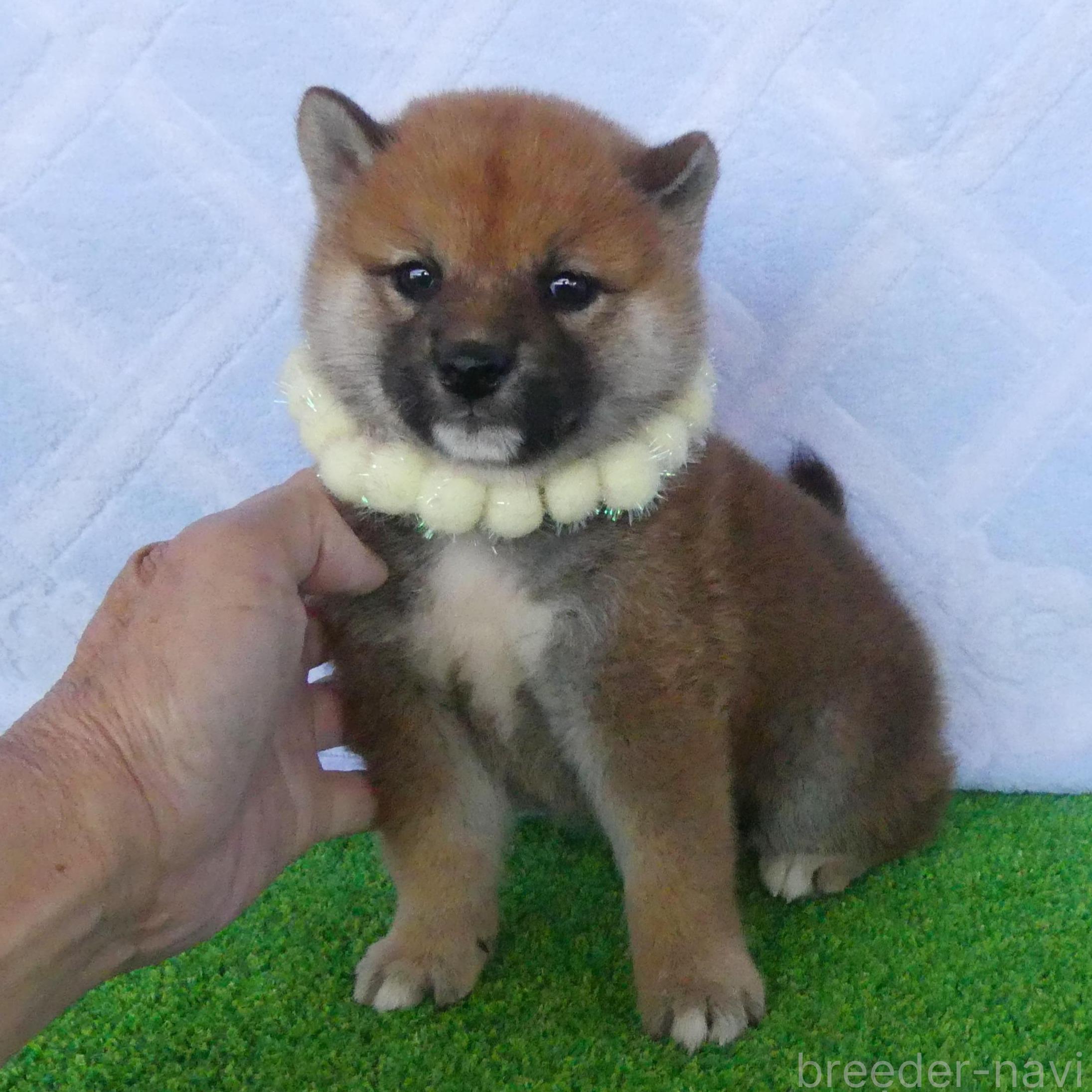 販売中の静岡県の柴犬-386237