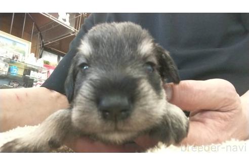 成約済の愛知県のミニチュアシュナウザー-382078の7枚目