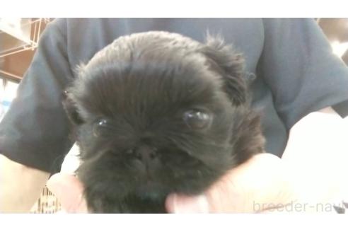 販売中の愛知県のペキニーズ-382289の3枚目