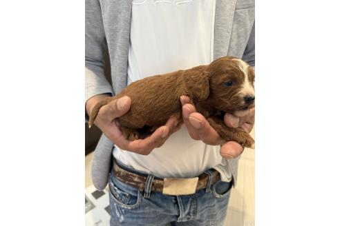 販売中の岡山県のキャバプー:キャバリア×トイプードル-386248の5枚目