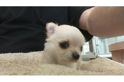 販売中の愛知県のチワワ(ロングコート)-382293の3枚目