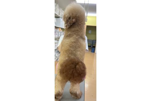 ラブちゃん1枚目