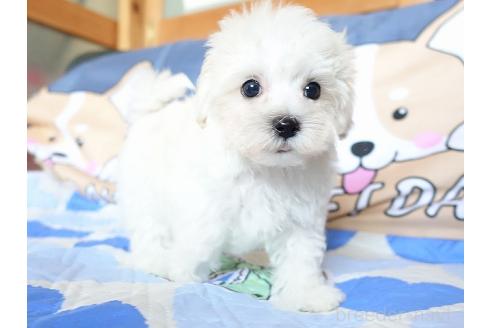 販売中の熊本県のマルプー:マルチーズ×トイプードル-386258の4枚目