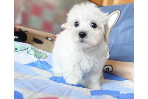 販売中の熊本県のマルプー:マルチーズ×トイプードル-386258の2枚目