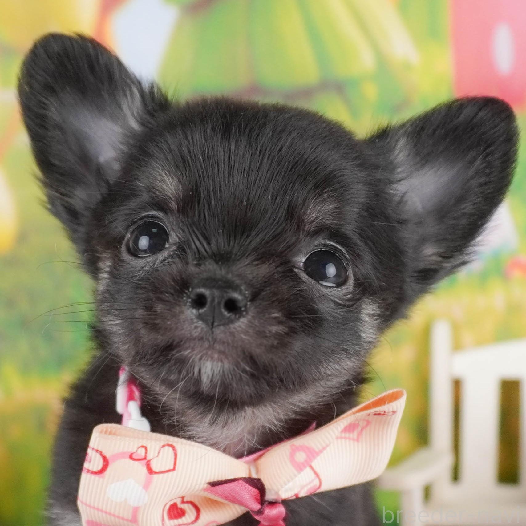 成約済の埼玉県のチワワ(ロングコート)-386262の1枚目