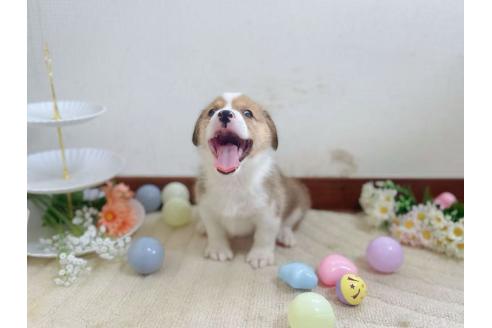 販売中の千葉県のウェルシュコーギーペンブローク-386265の2枚目