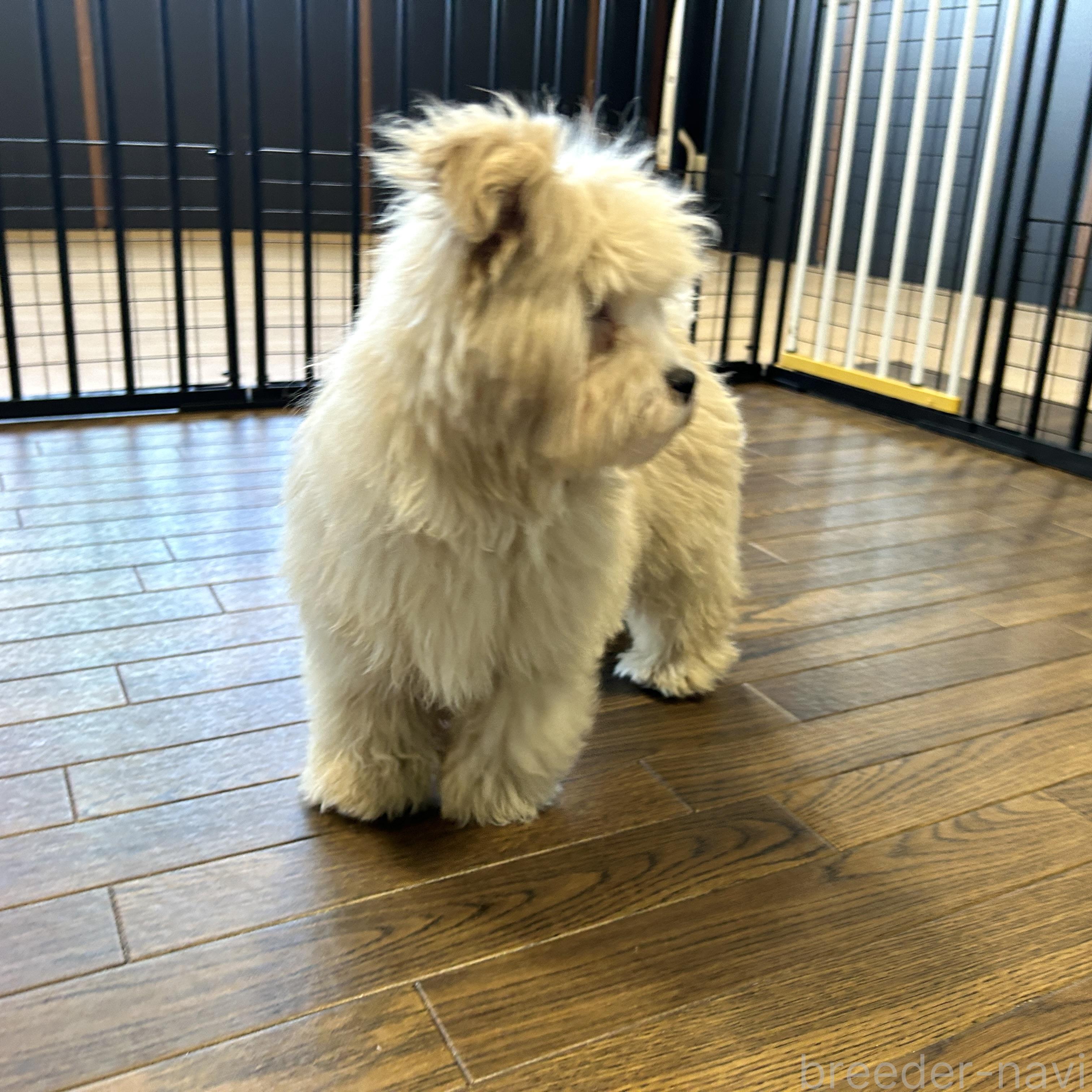 成約済の栃木県のマルプー:マルチーズ×トイプードル-369035の7枚目