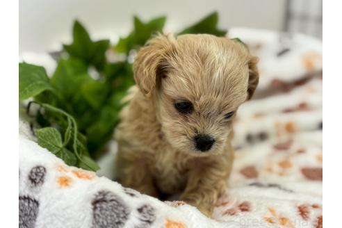 成約済の鹿児島県のミックス犬-383448の6枚目