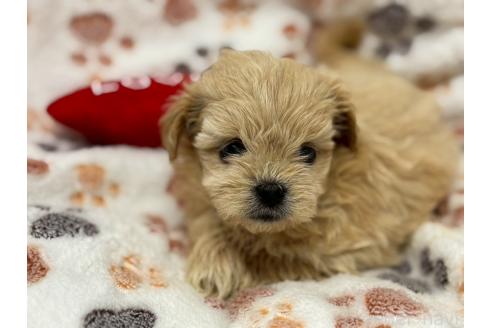 成約済の鹿児島県のミックス犬-383447の5枚目