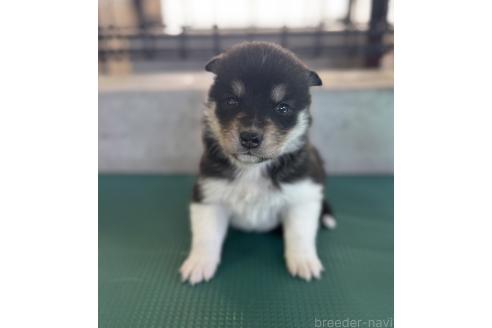 販売中の山梨県のミックス犬-381494