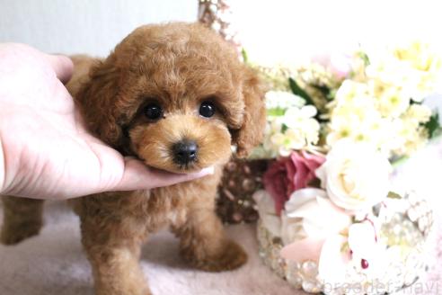 販売中の茨城県のトイプードル-386272の5枚目