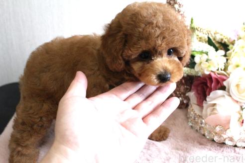販売中の茨城県のトイプードル-386272の2枚目