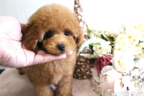 販売中の茨城県のトイプードル-386273の3枚目