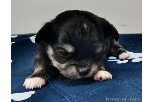 成約済の群馬県のチワワ(ロングコート)-386092の21枚目