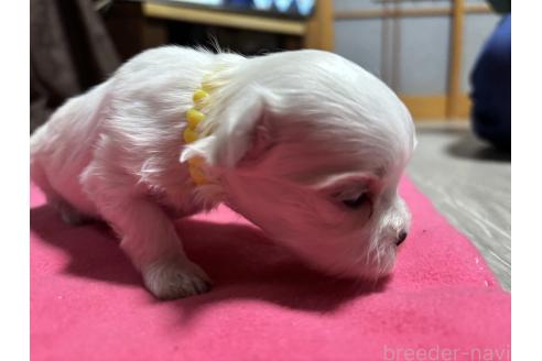 販売中の茨城県のマルチーズ-386278の3枚目
