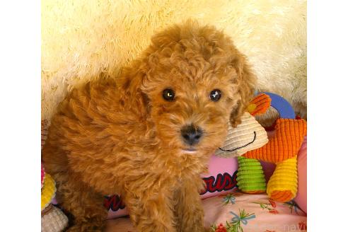 販売中の茨城県のトイプードル-386283の3枚目