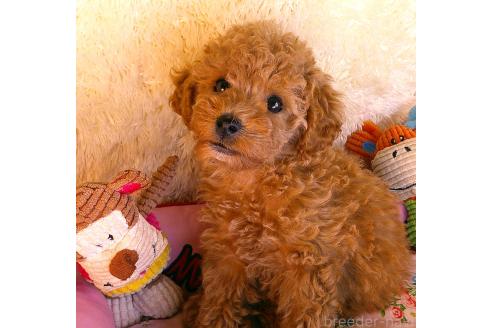 販売中の茨城県のトイプードル-386283の2枚目