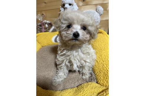 成約済の埼玉県のマルプー:マルチーズ×トイプードル-377448の2枚目