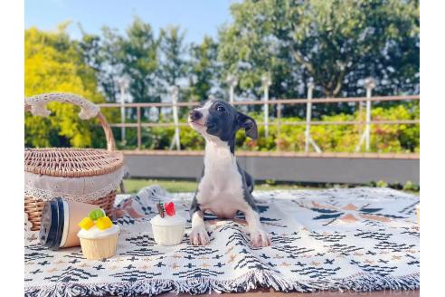 販売中の千葉県のイタリアングレーハウンド(イタグレ)-377636の2枚目