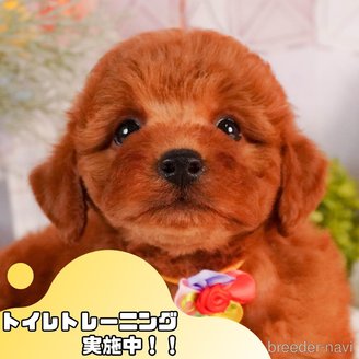 販売中の静岡県のトイプードル-386564