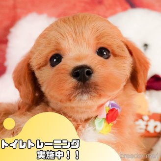 販売中の静岡県のマルプー:マルチーズ×トイプードル-386567