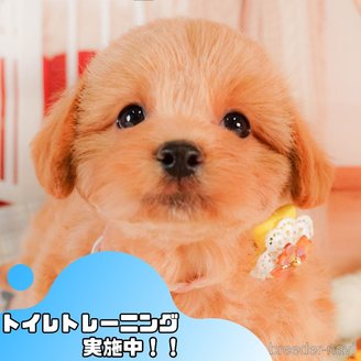 販売中の静岡県のマルプー:マルチーズ×トイプードル-386569