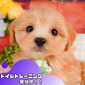 販売中の静岡県のマルプー:マルチーズ×トイプードル-386571の1枚目