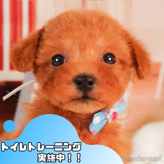 販売中の静岡県のタイニープードル-386572
