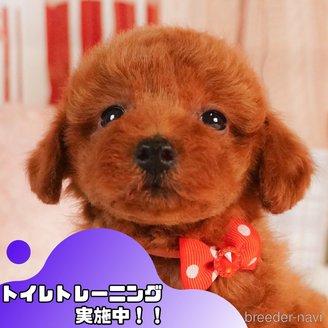 販売中の静岡県のトイプードル-386575の1枚目