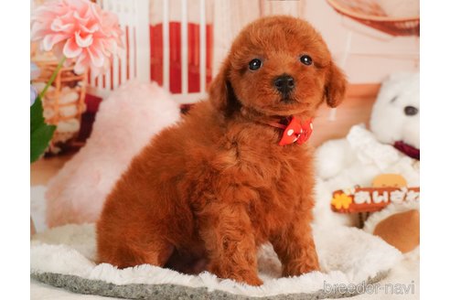 販売中の静岡県のトイプードル-386575の12枚目