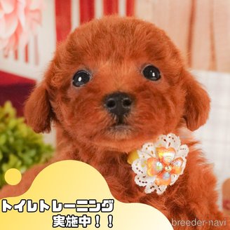 販売中の静岡県のトイプードル-386576の1枚目