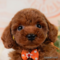 オンライン見学