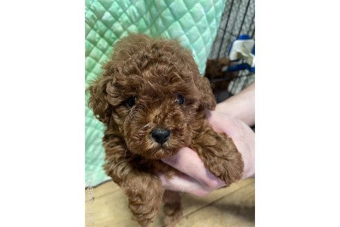 販売中の静岡県のトイプードル-383427