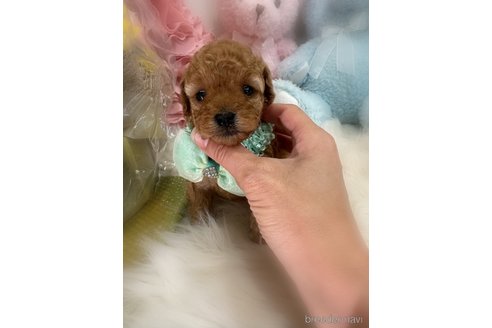 販売中の香川県のトイプードル-386289の5枚目
