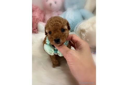 販売中の香川県のトイプードル-386289の2枚目