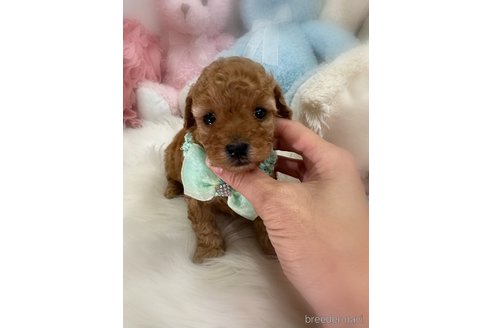 販売中の香川県のトイプードル-386289の3枚目