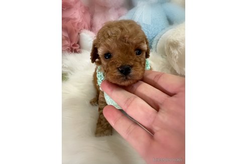 販売中の香川県のトイプードル-386294の3枚目