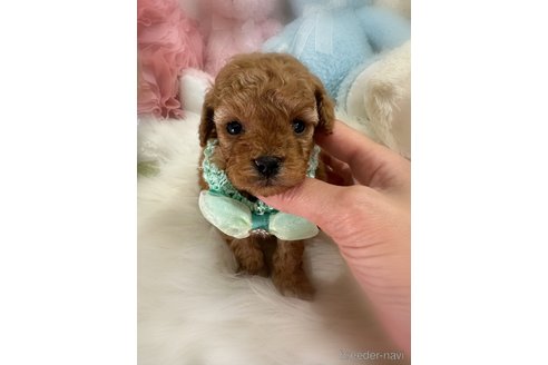 販売中の香川県のトイプードル-386294の5枚目