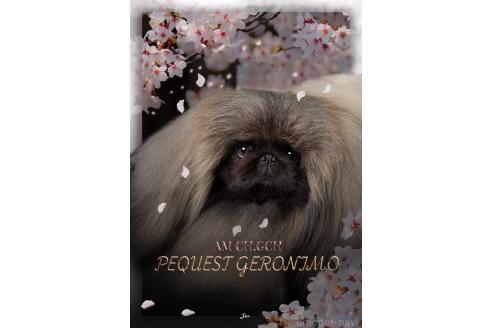 PEQUEST GERONIMO💜くん1枚目