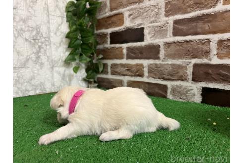 販売中の愛知県のミックス犬-386113の6枚目