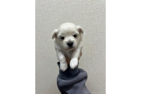 販売中の愛知県のミックス犬-386113の3枚目