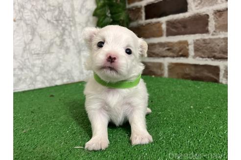 販売中の愛知県のミックス犬-386114の7枚目