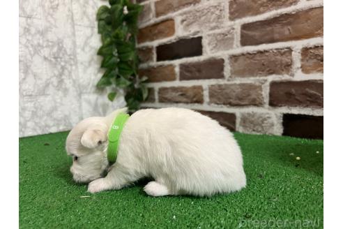 販売中の愛知県のミックス犬-386114の6枚目