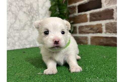 販売中の愛知県のミックス犬-386114の5枚目