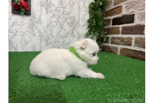 販売中の愛知県のミックス犬-386114の3枚目