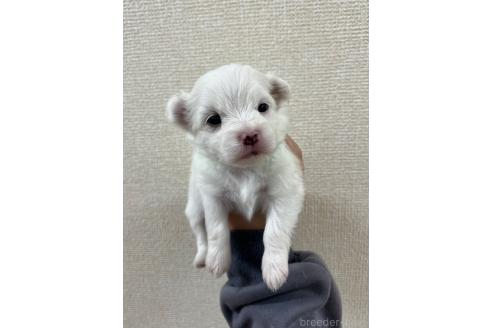 販売中の愛知県のミックス犬-386114の2枚目